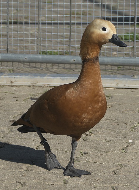 着陆